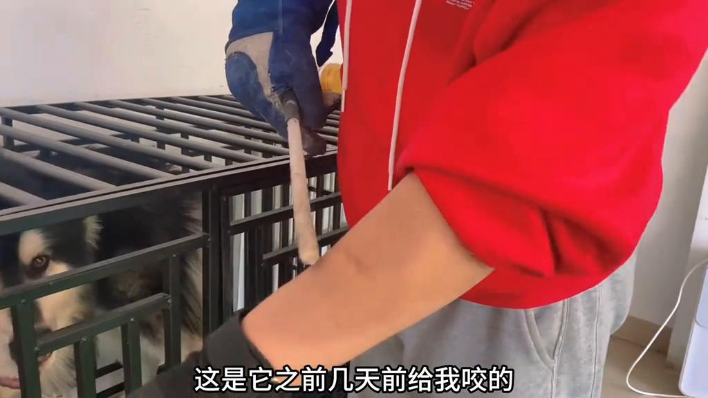 阿拉斯加怎么训练才能让它咬人,如何训练阿拉斯加护食咬人