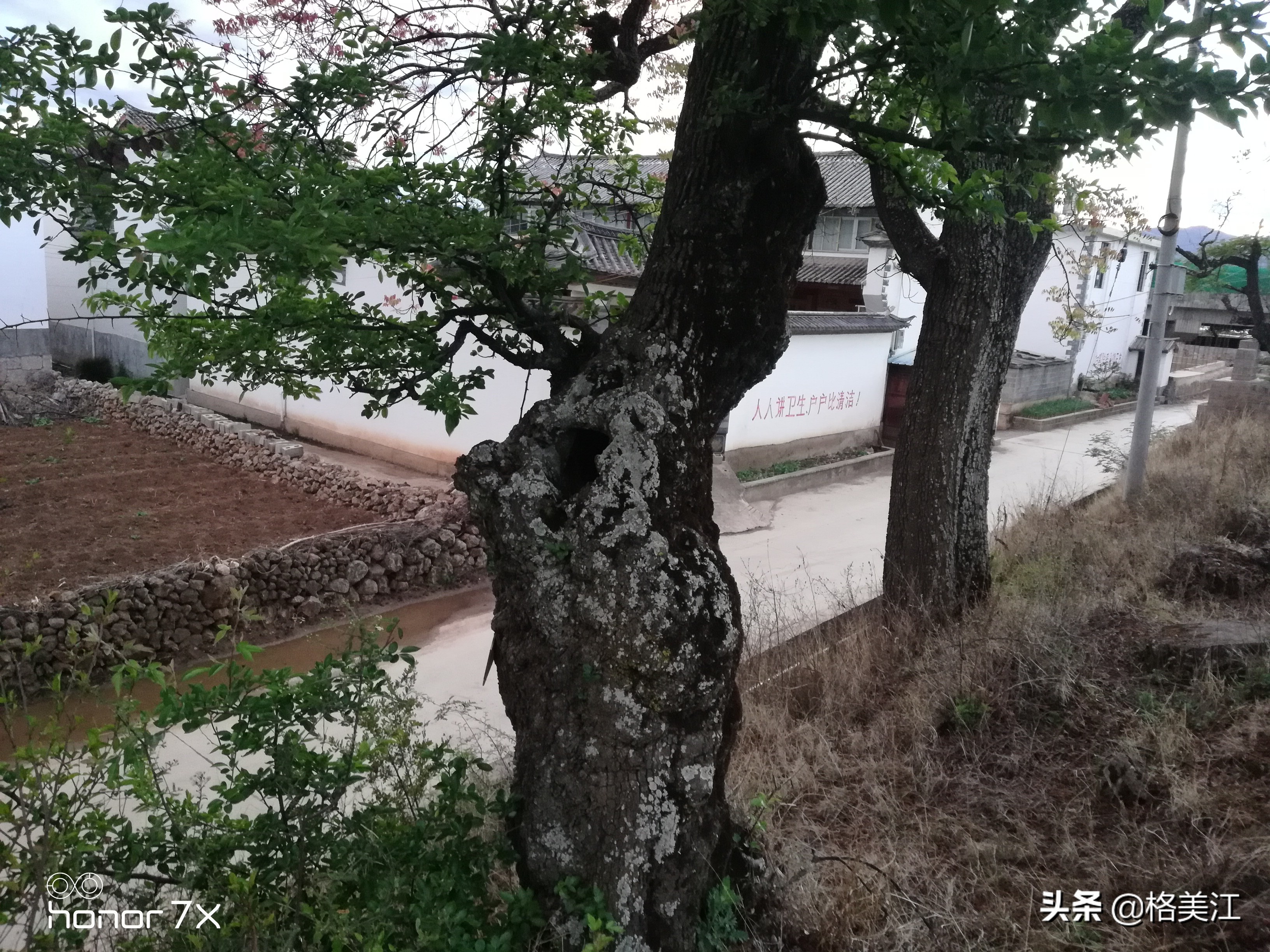 相思药的教程,相思药的配方