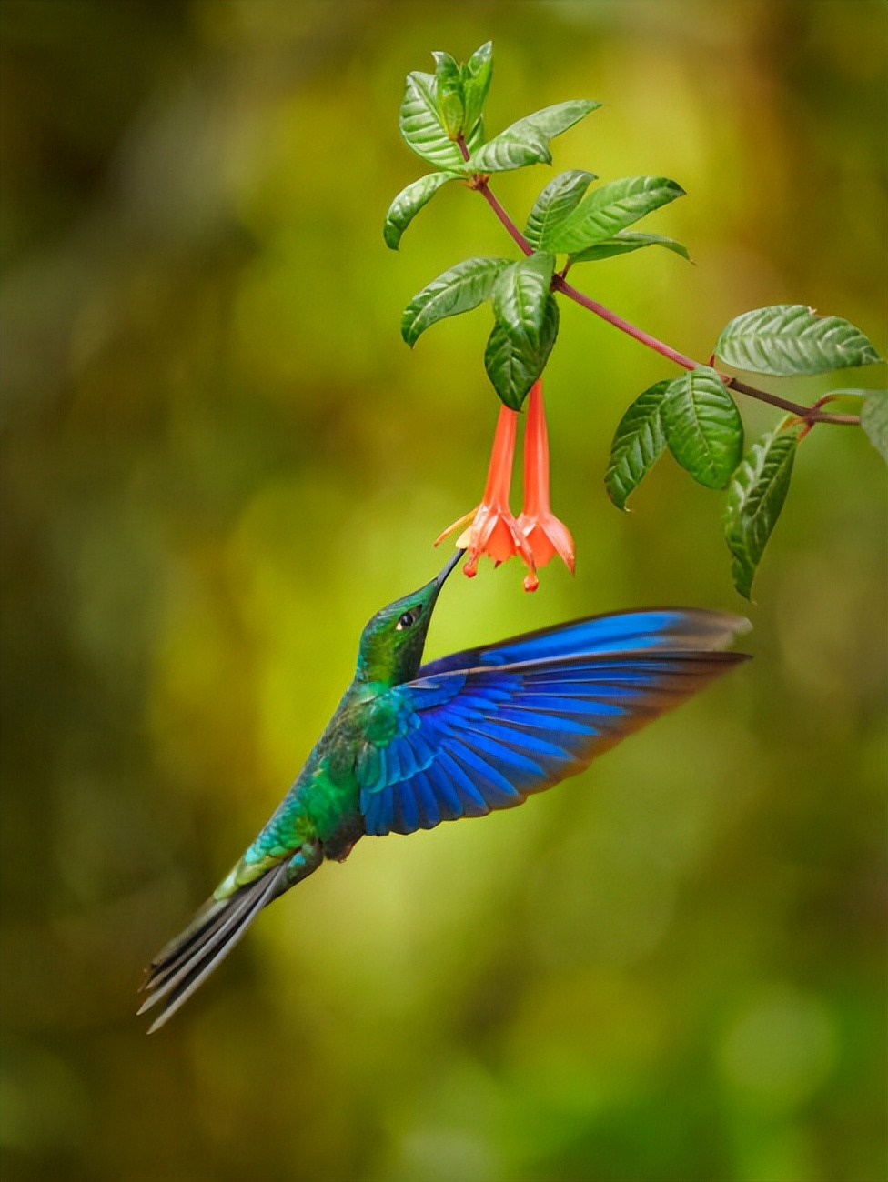尼康拍野生动物,最好的拍野生动物相机