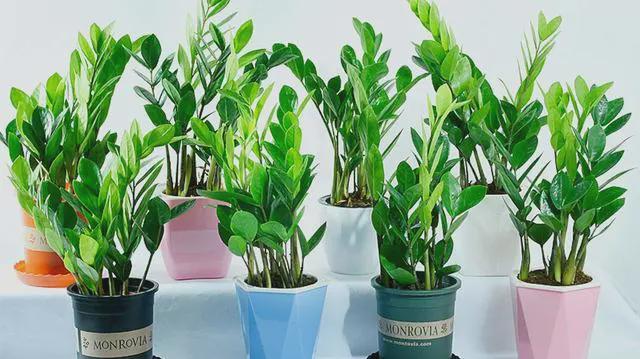 什么花最好养代表好运,家里养什么吉祥花最好