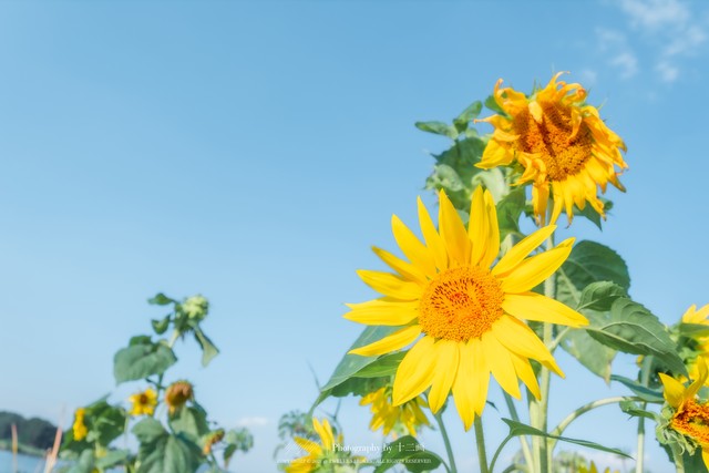 夏天的早晨清新凉爽,夏天的清晨也是可以这么凉爽的