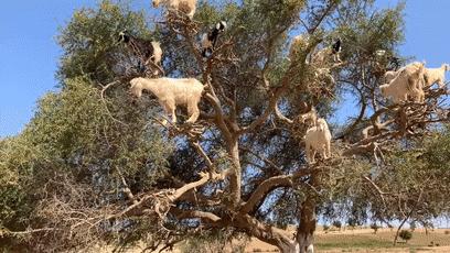 摩洛哥上树的羊,摩洛哥踢足球厉害吗
