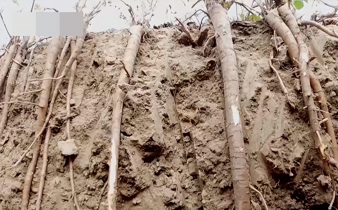 甘肃女子变卖家产花千万开发沙漠,女子砸千万家产完整版