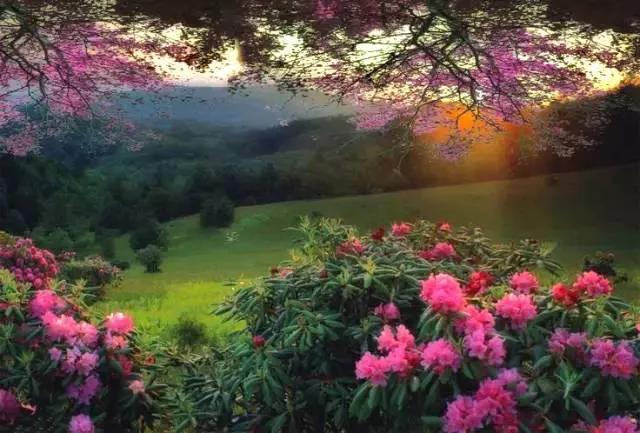 古诗春日朗诵视频,春日古诗作品欣赏