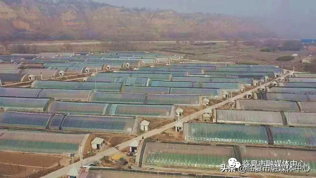 香水百合试种成功！临夏市折桥镇*庄大**村喜添“花样”产业