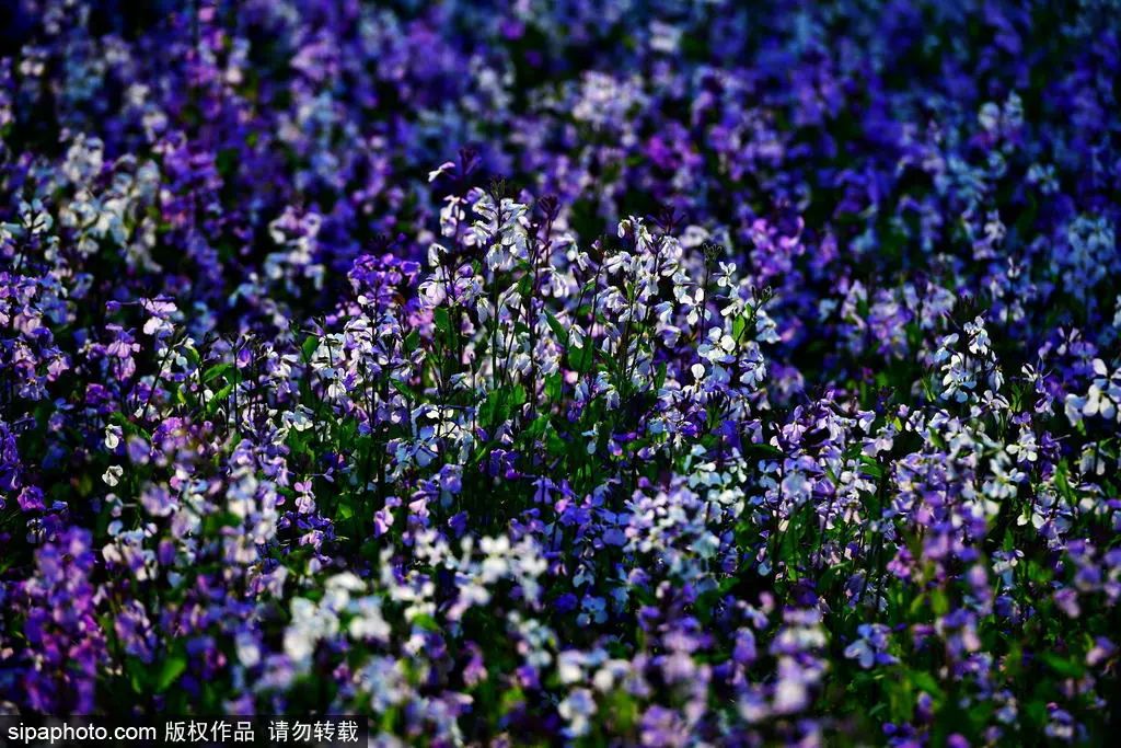京城四月花事多,在二月兰花海中遇见小松鼠~