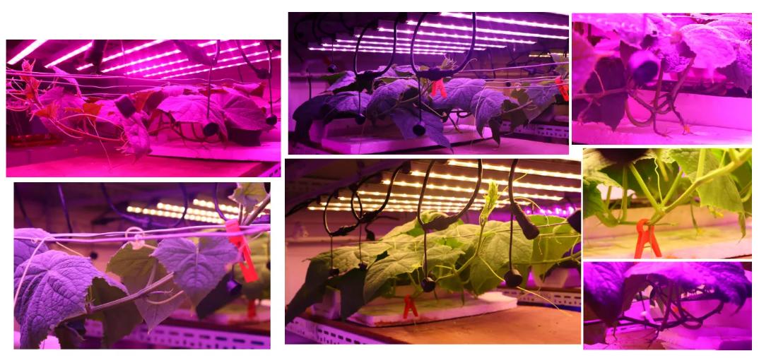 日本夫妇种植有机蔬菜,日本乡村两夫妻种菜