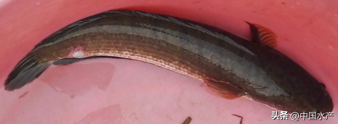 水生外来物种入侵防控工作方案,水生动物防疫