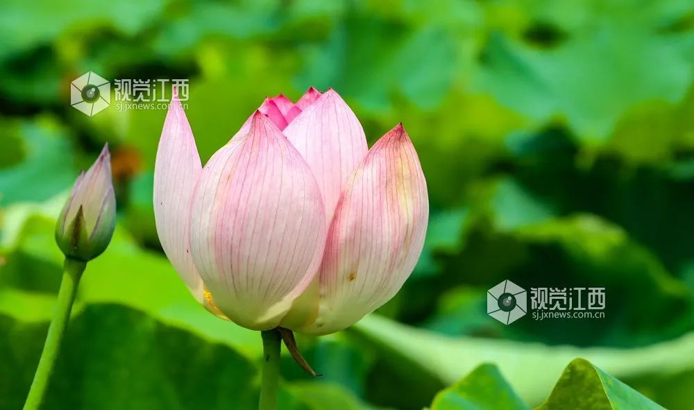 全球学子嘉游赣|上饶的第一波荷花开了，让我们一起步入飘满荷香的夏天！
