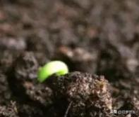 十天干中的甲对应数字是,甲与十天干的关系