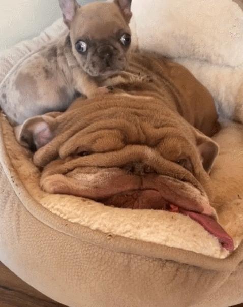 派出所警犬擦手,警犬被拿去擦手