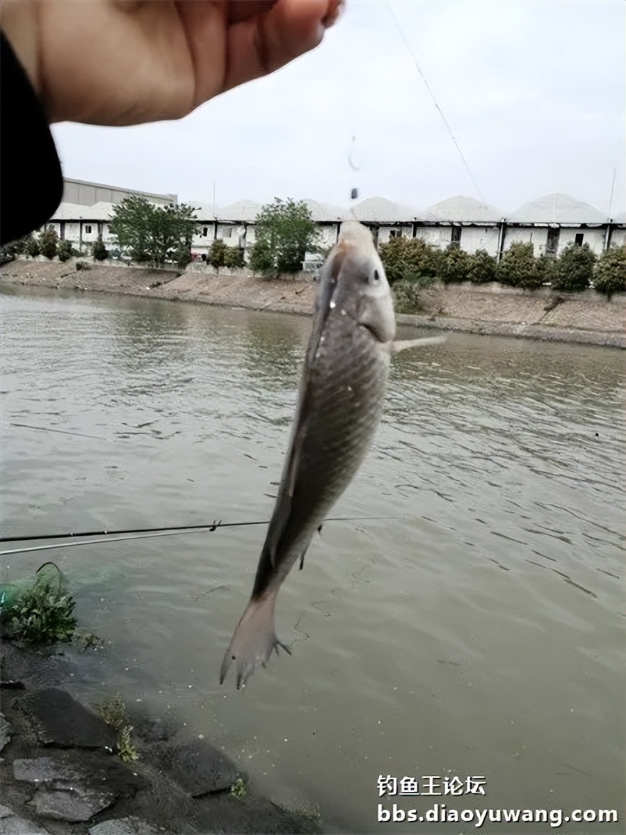 钓鱼王饵野钓破百尾