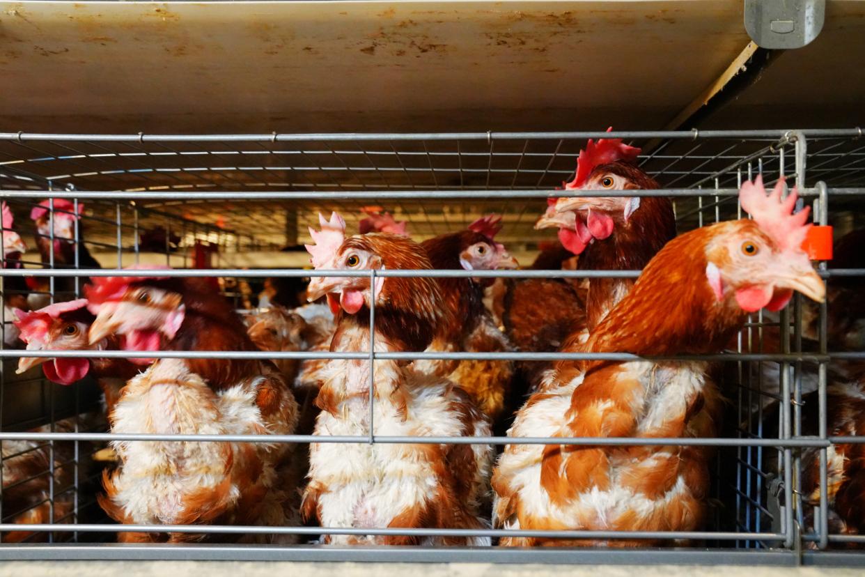 建德刀笃菜,倒笃菜是建德非遗吗