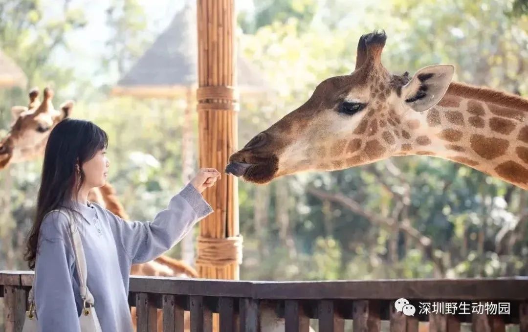 深圳五一免费景点攻略,深圳周边三八节免费景点