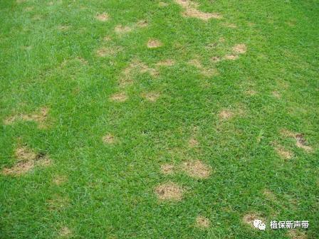 草坪锈病的病害预测及防治策略,草坪病害识别与防治