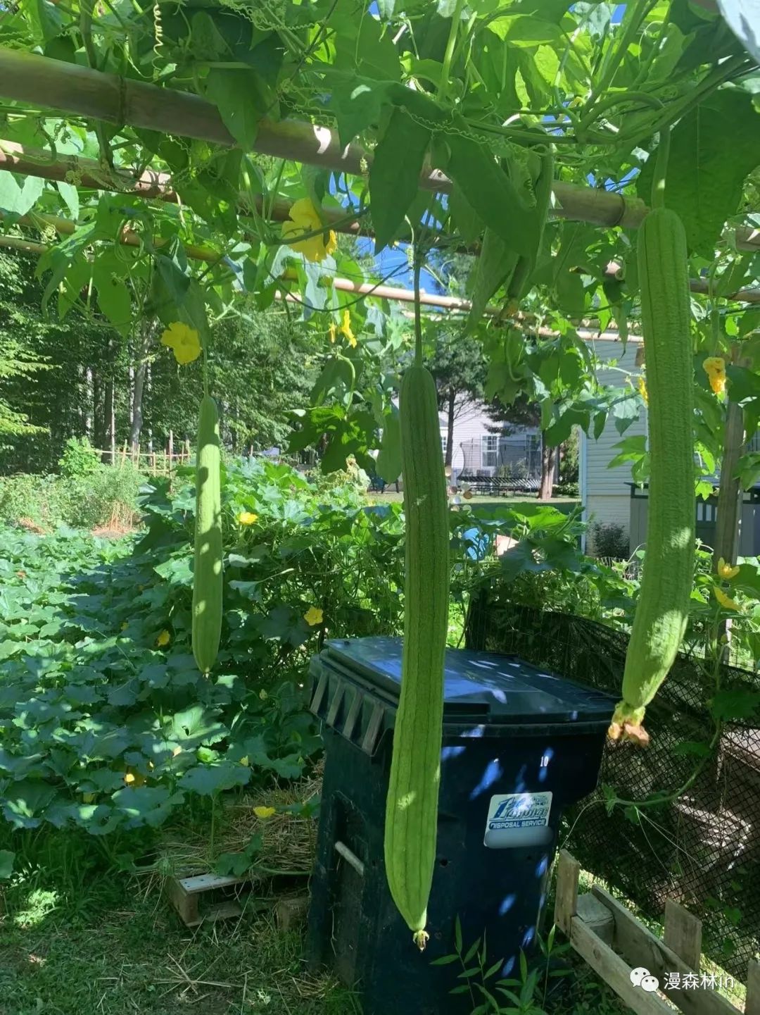 哇哦!原来美国大城市也有人摆地摊卖菜