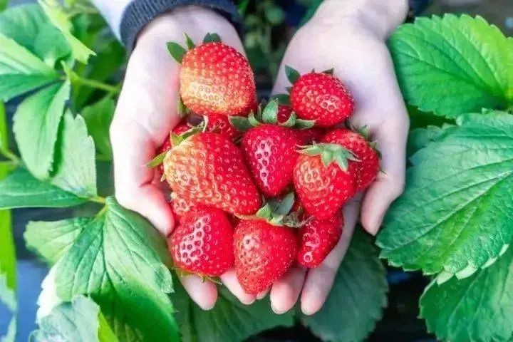 草莓园摘草莓怎么拍照,好玩的摘草莓胜地打卡