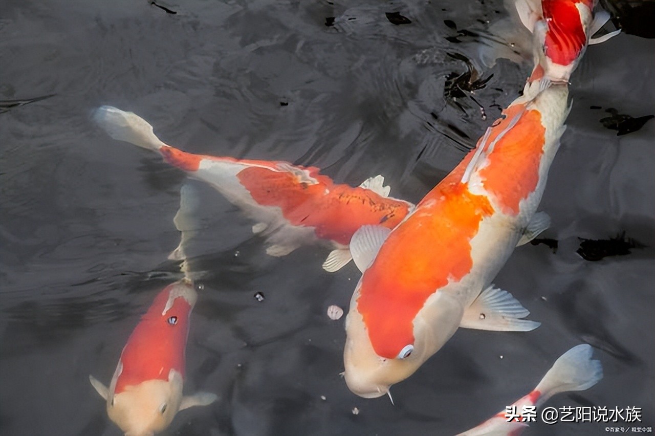 新手养锦鲤需要注意哪些事项,养锦鲤怎么养才最有效