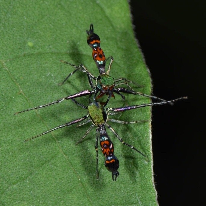 体型最大的乌龟有多大图片,背扁平的乌龟是什么龟