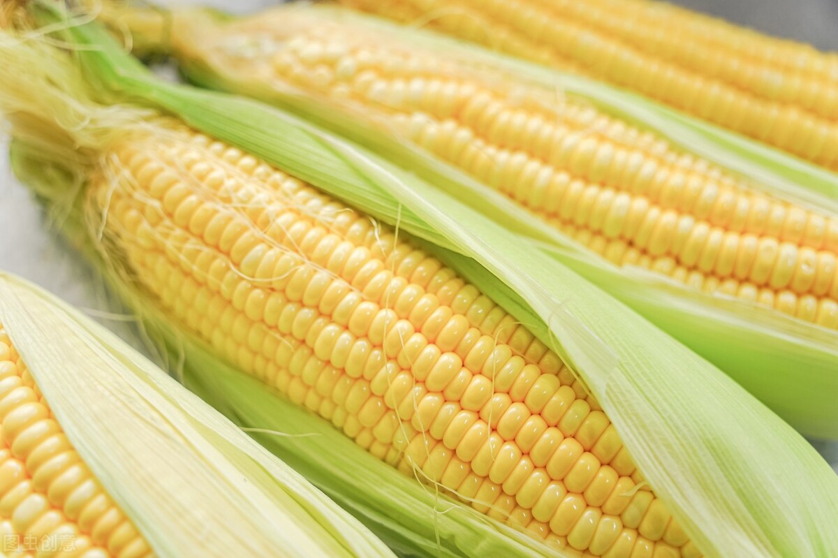 玉米钓法在什么样的环境下用,玉米打窝玉米作钓技巧