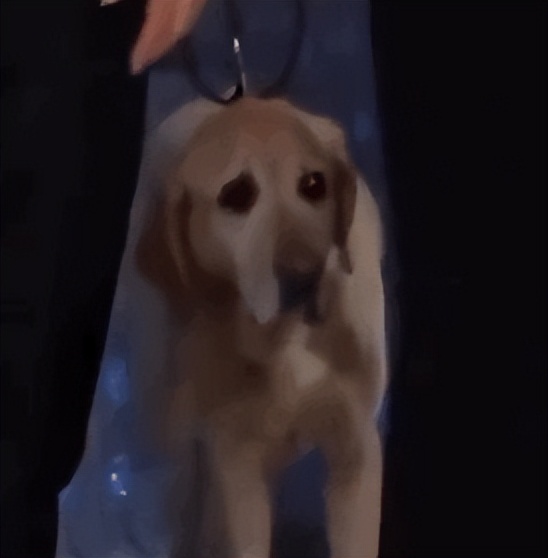 裸体金毛误闯地铁站被揪住耳朵：大哥！头发扎得有点紧了！