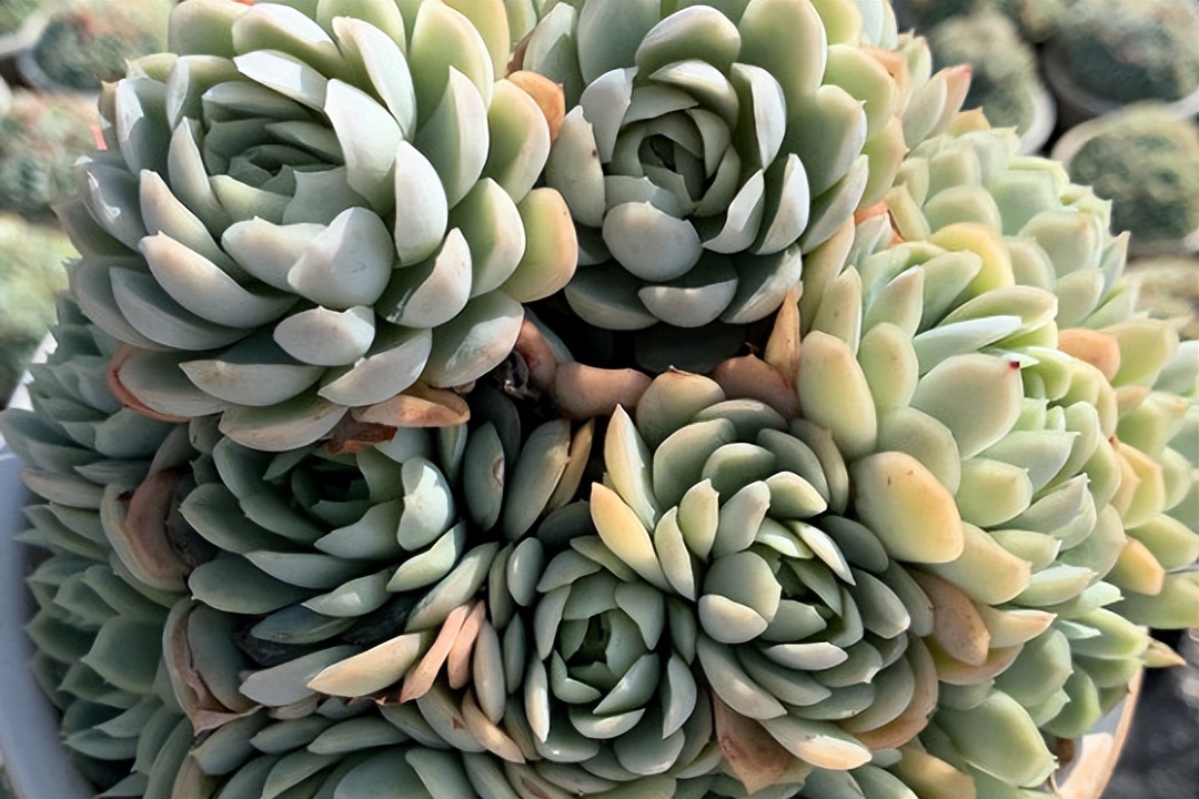 月影系最好养的多肉,月影系多肉最好养的品种