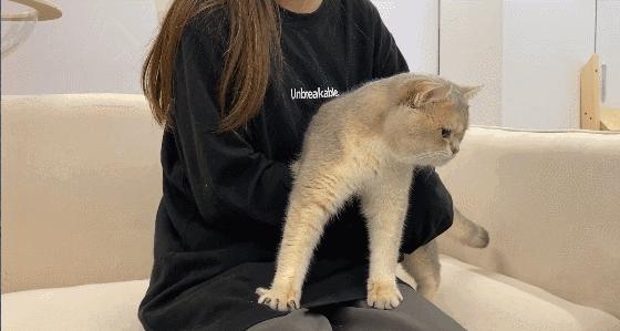 快速去除猫毛的办法,如何彻底消除猫毛