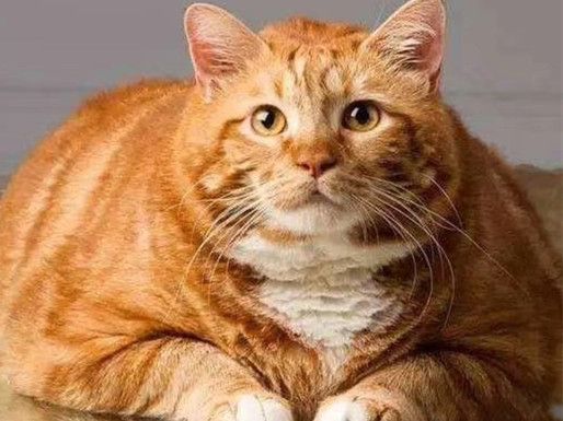 猫咪发情时，会有哪些表现与特征？