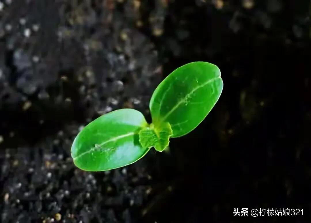 手捻小葫芦打顶,手捻小葫芦打顶方法视频