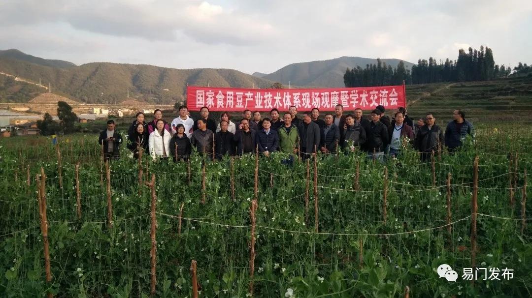 易门农业种植,易门豌豆种子