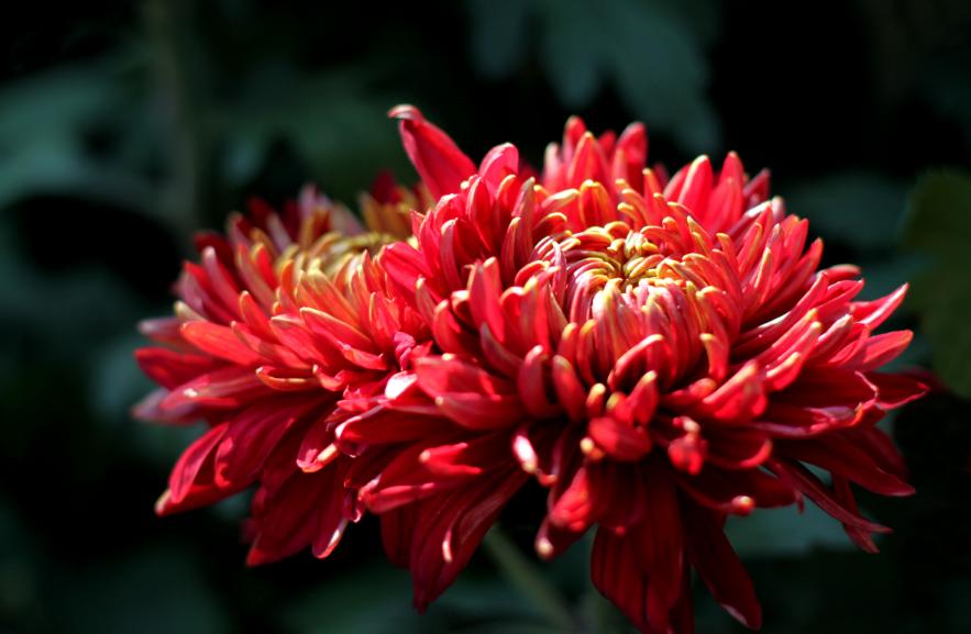 十首赏菊的诗词,赏黄花的诗句