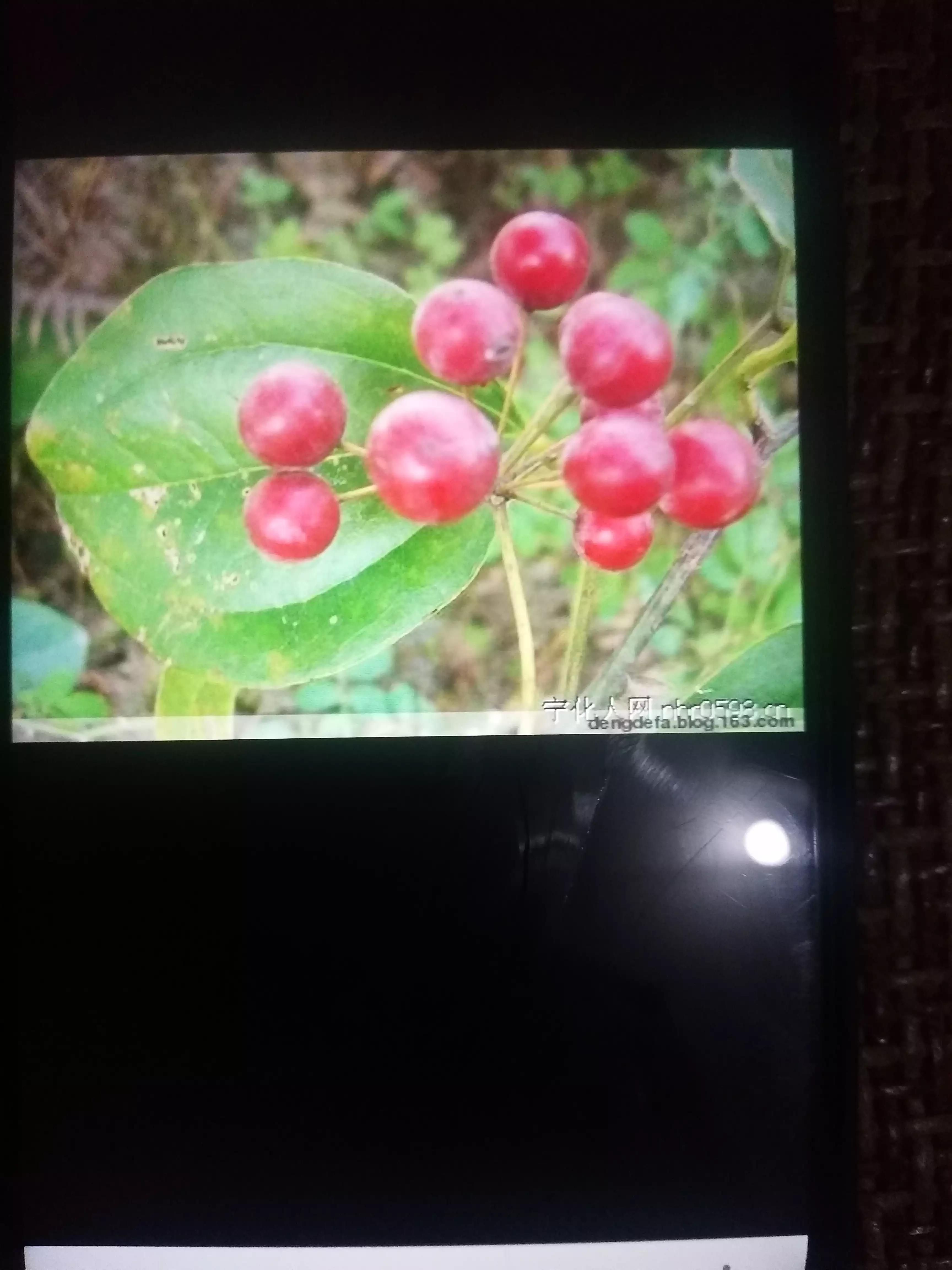 广西人的童年野果,广西人的童年有多快乐