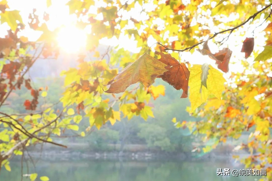 安徽大学好看的风景,高校最美秋景