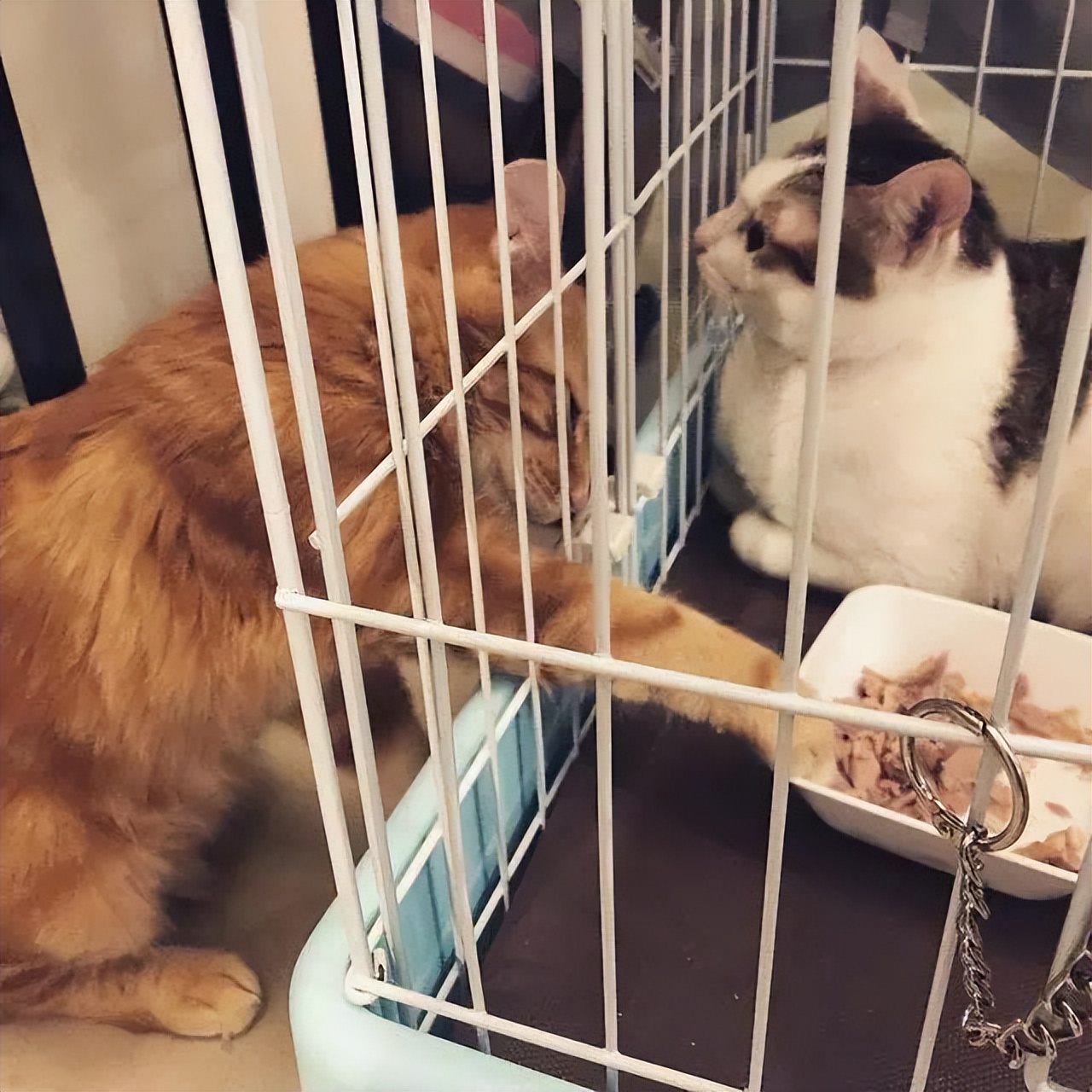 20多斤巨型橘猫,20斤的流浪橘猫