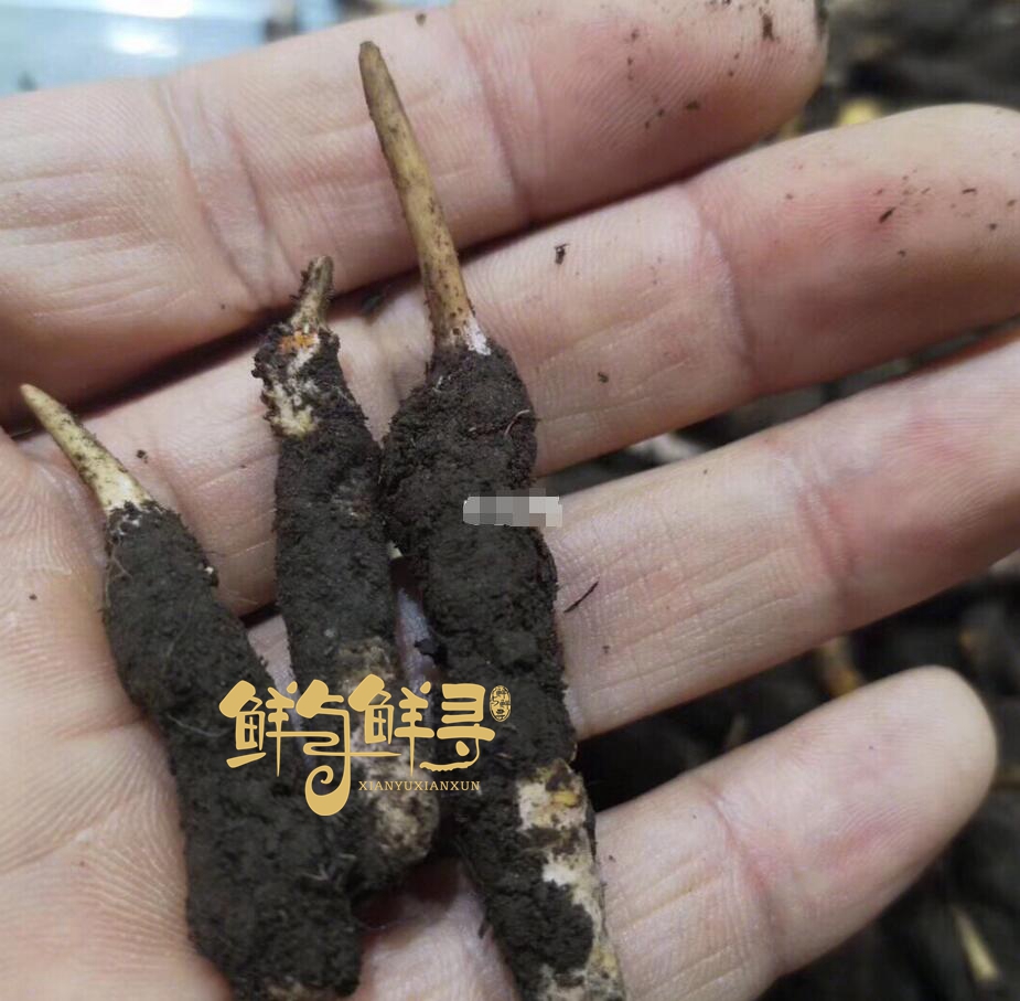 冬虫夏草假烟鉴别,怎样鉴别正宗冬虫夏草