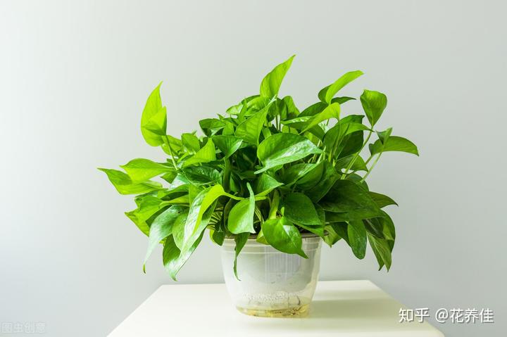 室内绿植养护报价方案,室内绿植摆放有讲究涨知识