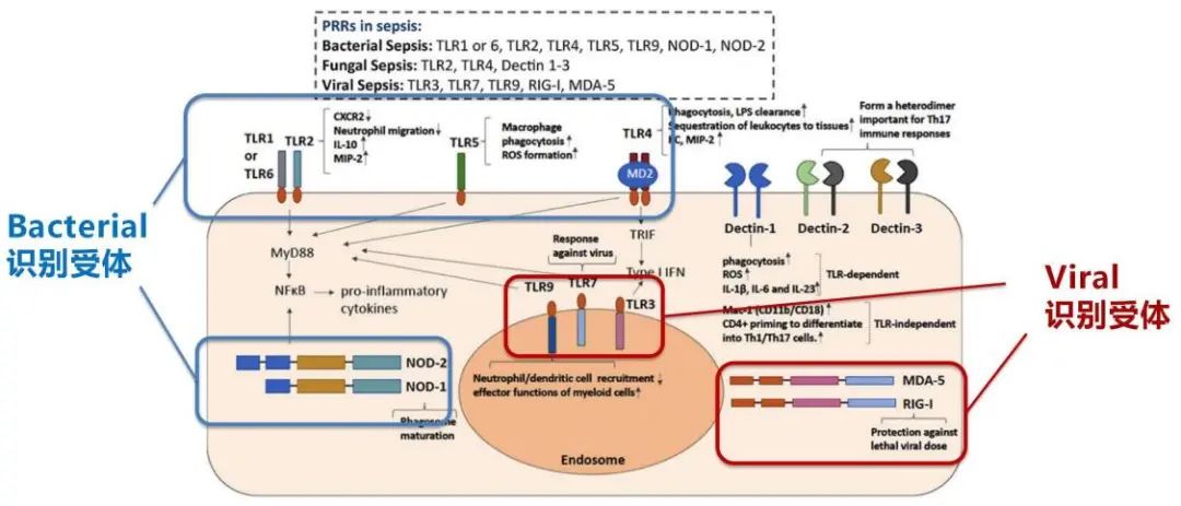 曹彬教授谈新冠,呼吸科曹彬