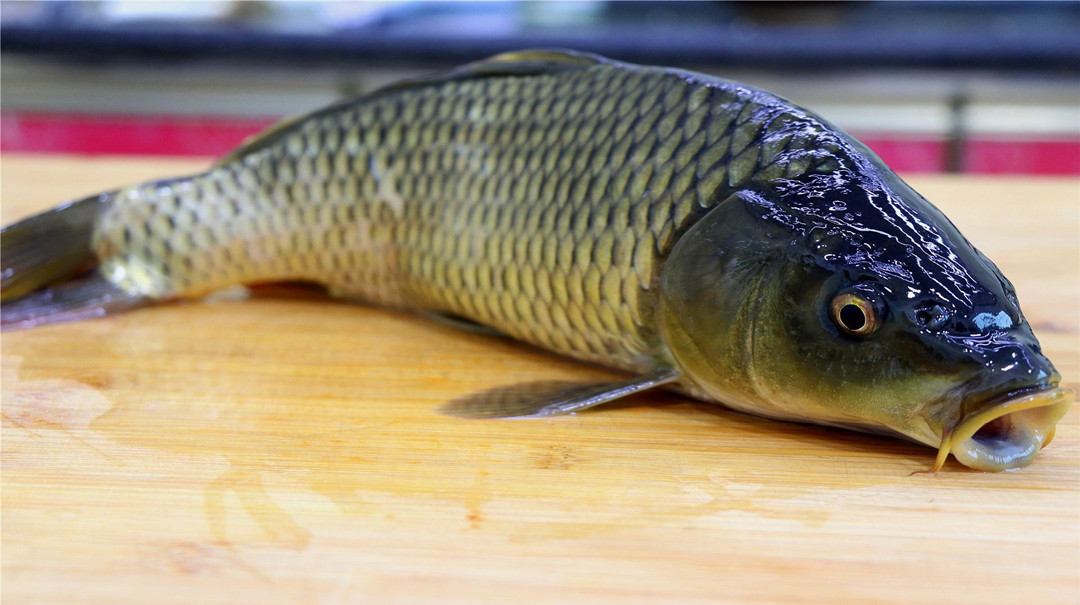 悬赏五百万抓鲤鱼,悬赏20万抓鱼