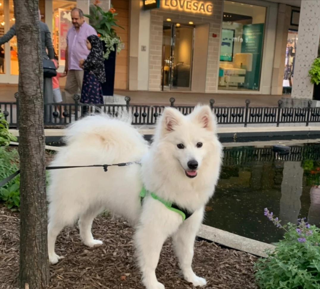 和明星撞脸的狗狗,撞脸明星的狗狗