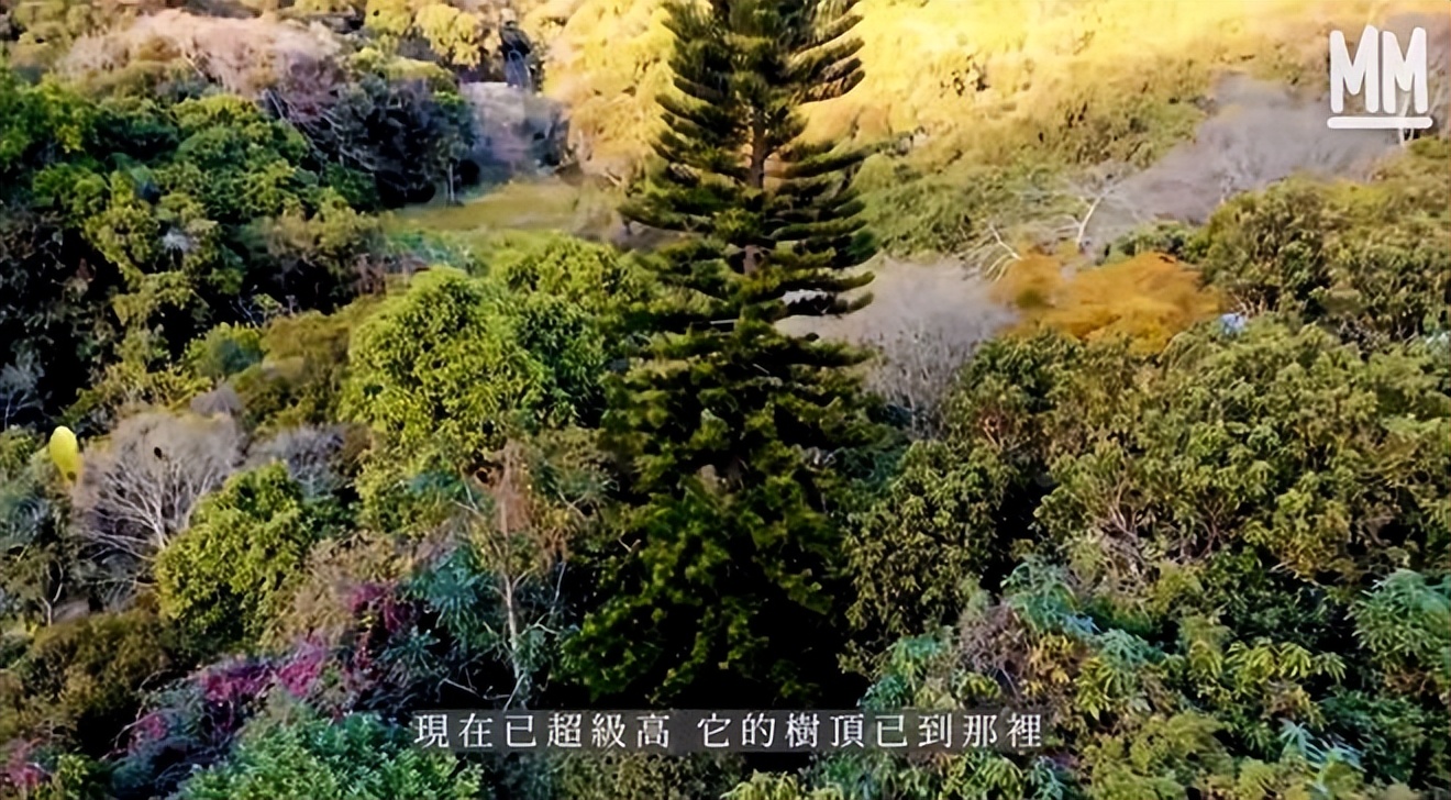 她隐居香港33年，坐拥天然泳池和农场，却用了一辈子二手货！