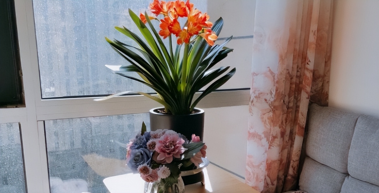 君子兰剃头后如何养,什么时候给君子兰剃头