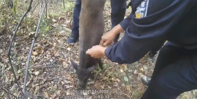 野猪被套卡住脖子，黑龙江林区民警解救出“绝招”