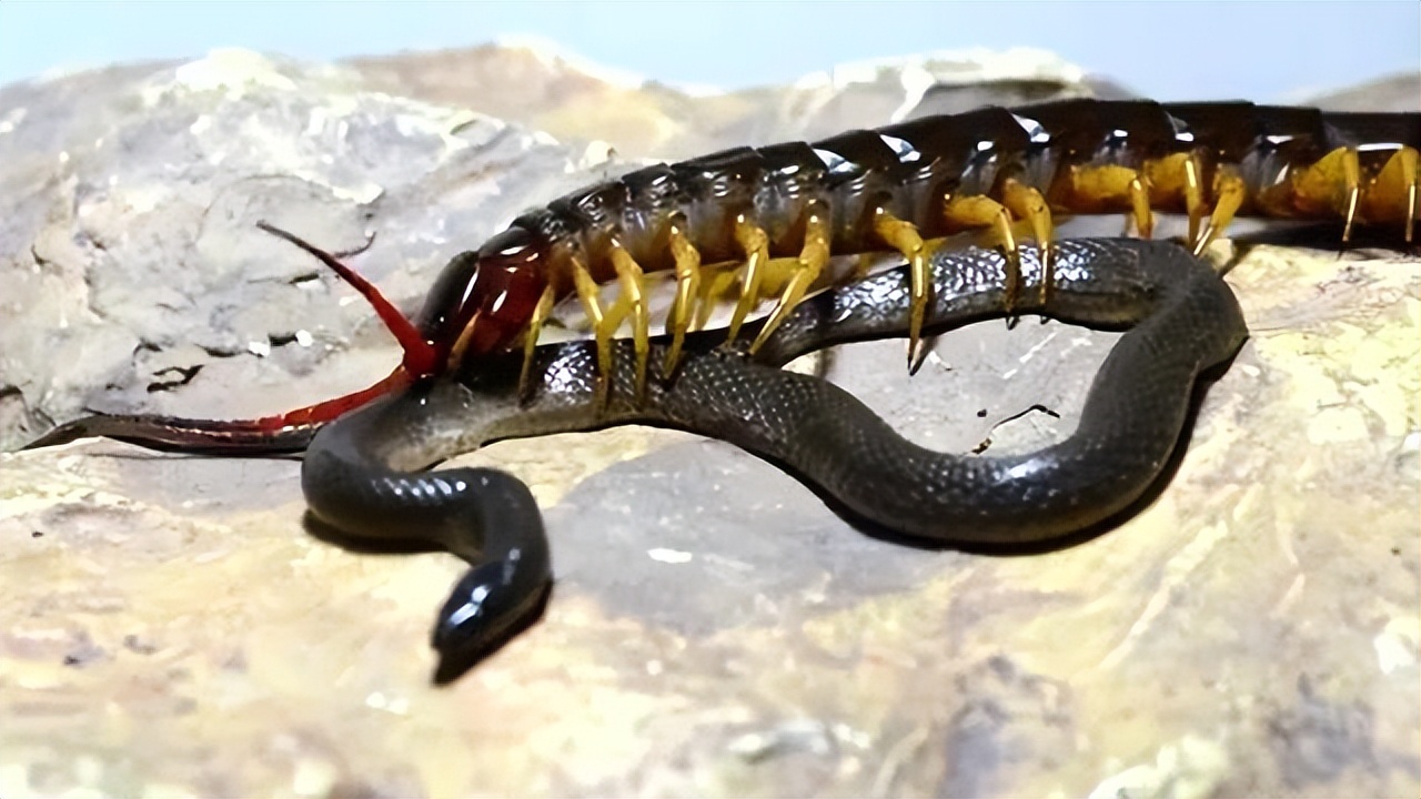 女子睡觉被蜈蚣咬伤,蜈蚣究竟有多恐怖,蛇真的打不过蜈蚣吗?