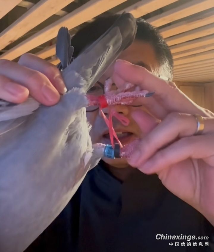 如何避免种鸽在窝里打架,怎么控制鸽子不乱落