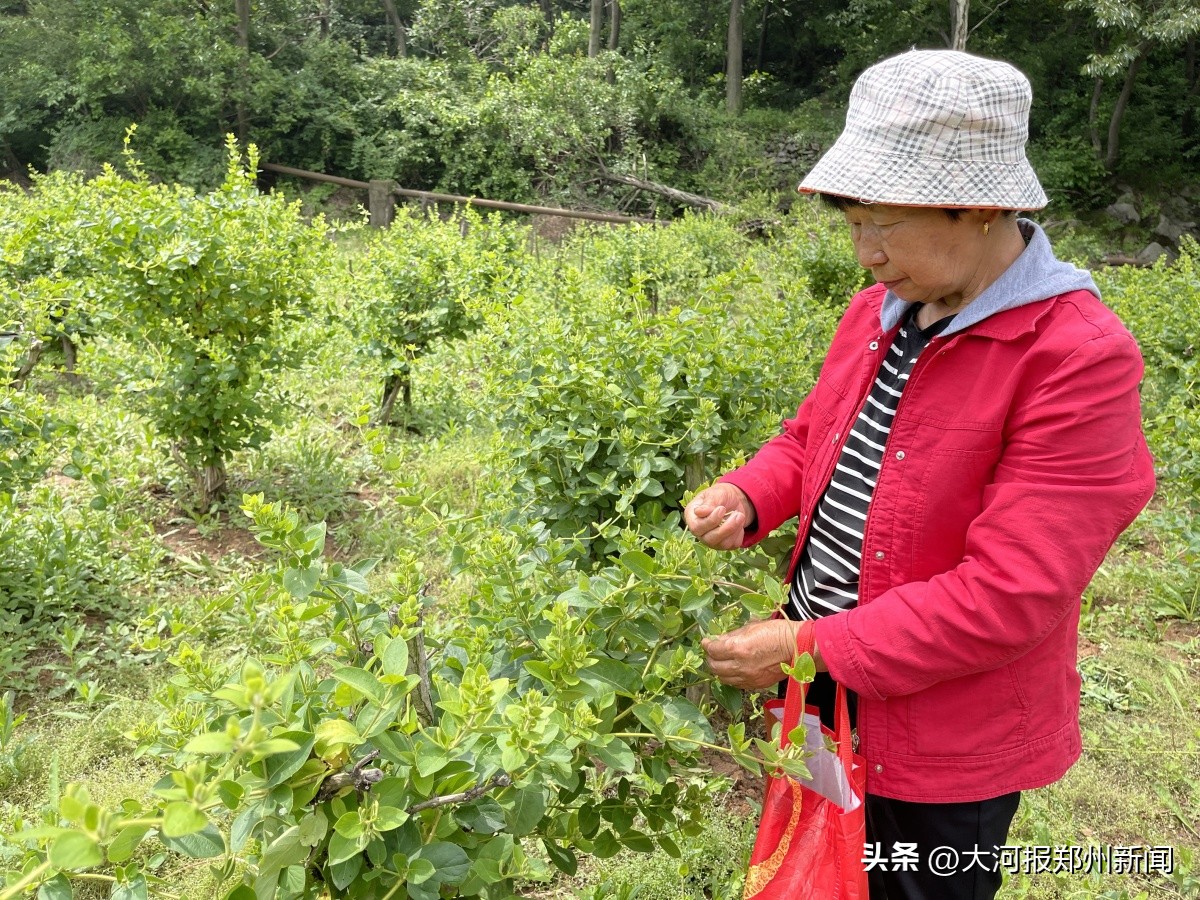 新密市二宝花种植基地,密二花