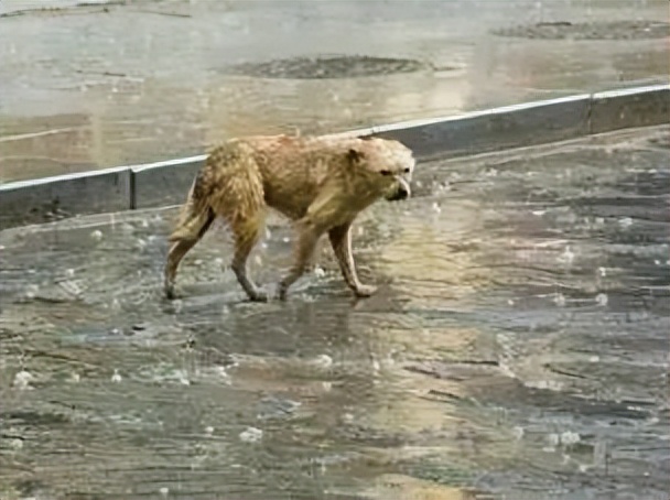 雷电暴雨大风三预警齐发,上海发布三黄预警