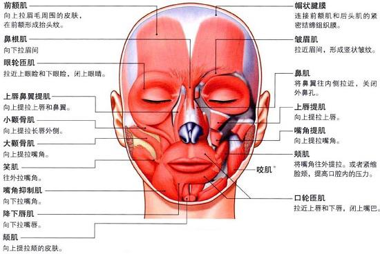 面部去皱纹按摩法,每天拍打脸部可以消除面部皱纹吗