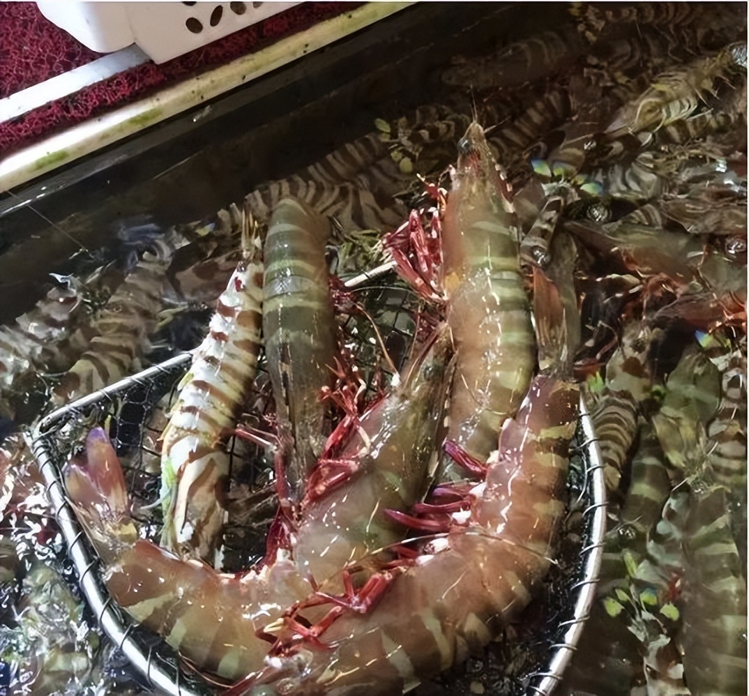 香港海鲜市场生猛海鲜,香港最大水产品市场