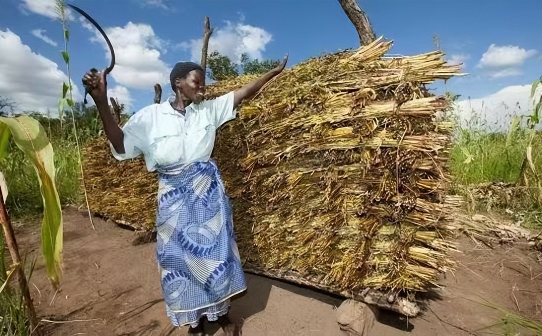 贫瘠的非洲是芝麻的原产地?年产量达400万吨，我国是最大进口国?