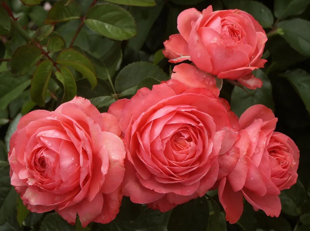 比较鲜又好养的月季品种,最值得养的大花浓香月季品种